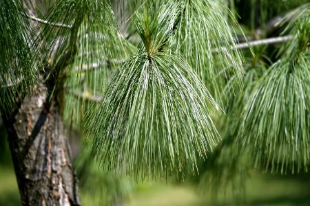 Selective Focus Photo Of Pine Tree photo