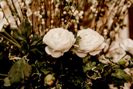 Selective Focus Photography Of Two White Petaled Flowers photo