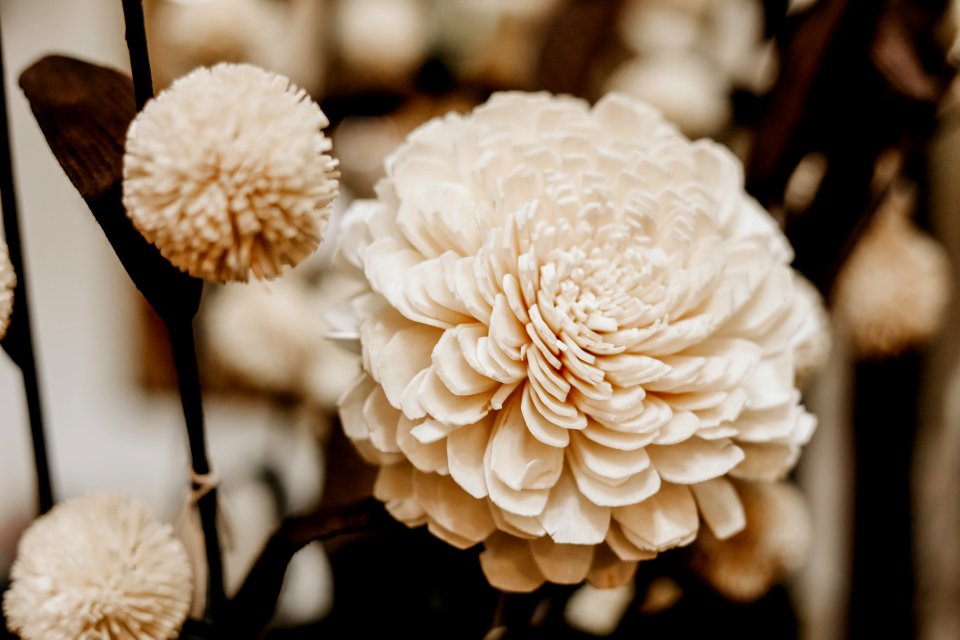 Sepia Photography Of Flowers