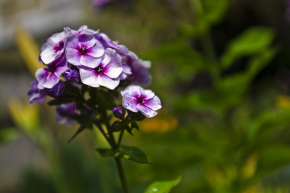 Close-up cluster floral photo