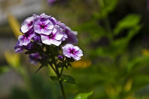 Close-up cluster floral
