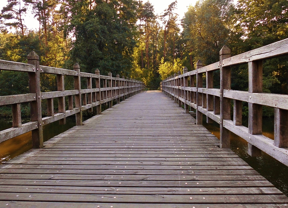 Transition landscape forest
