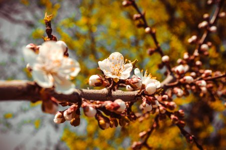 Selective Focus Photography Of White Petaled Flowers