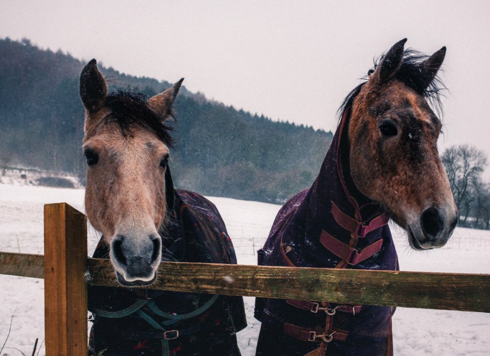 Two Brown Horses photo