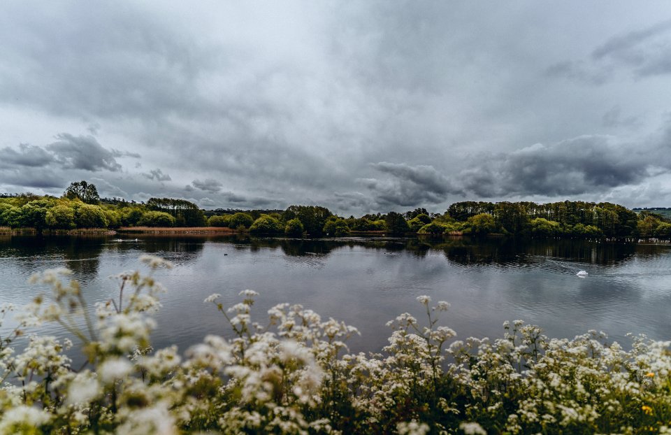 Green Trees Near Body Of Water