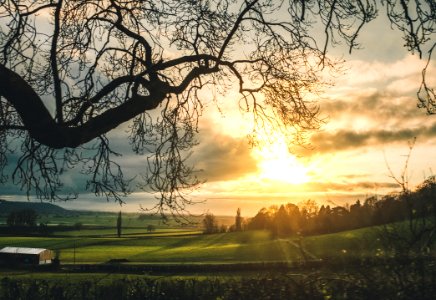 Bare Trees Near Green Grass Field