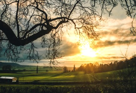 Bare Trees Near Green Grass Field photo