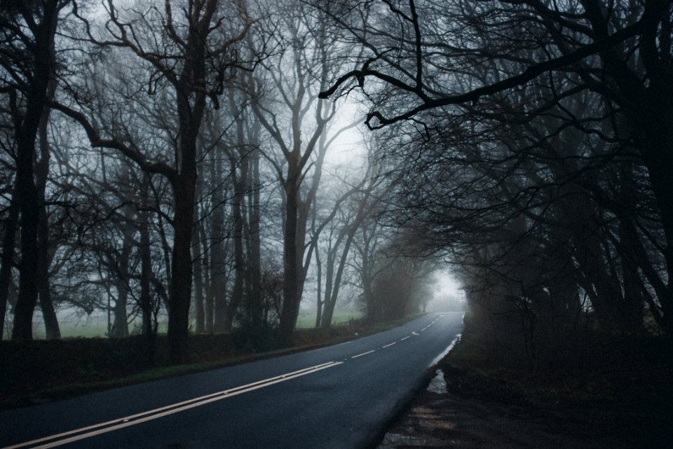 Asphalt Road Between Tall Trees photo