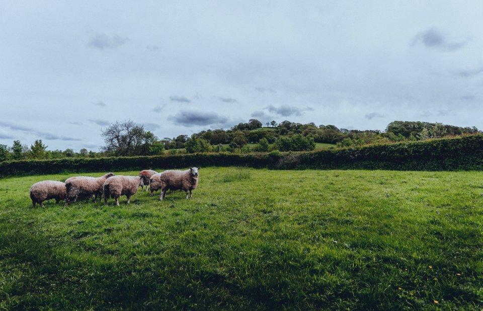 Herd Of Sheep On Green Grass Field