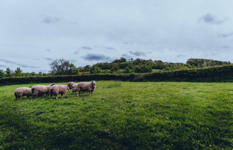 Herd Of Sheep On Green Grass Field photo
