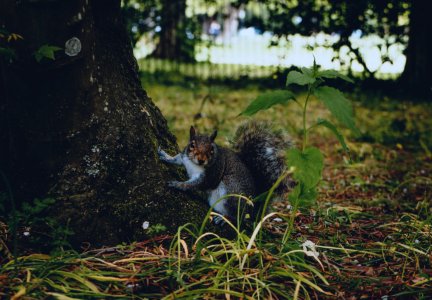 Grey Squirrel At Ground