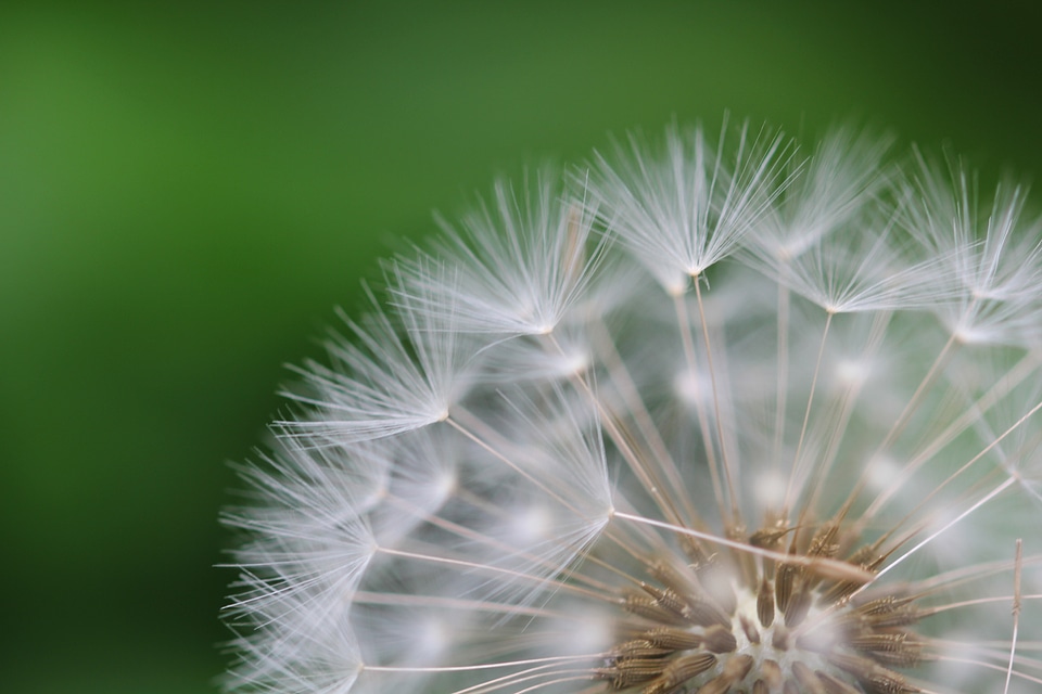 Nature garden wild flower