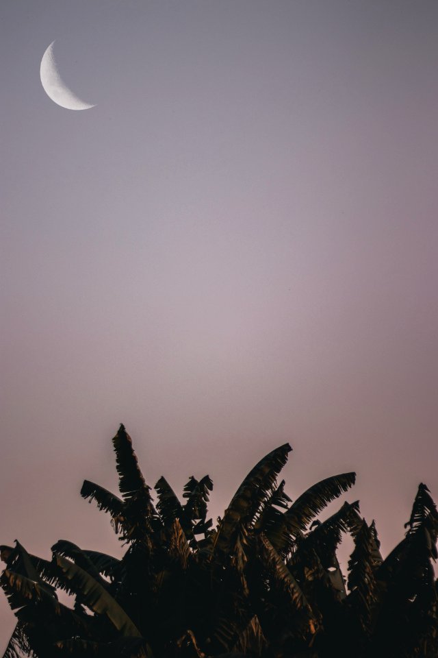 Moon And Banana Tress