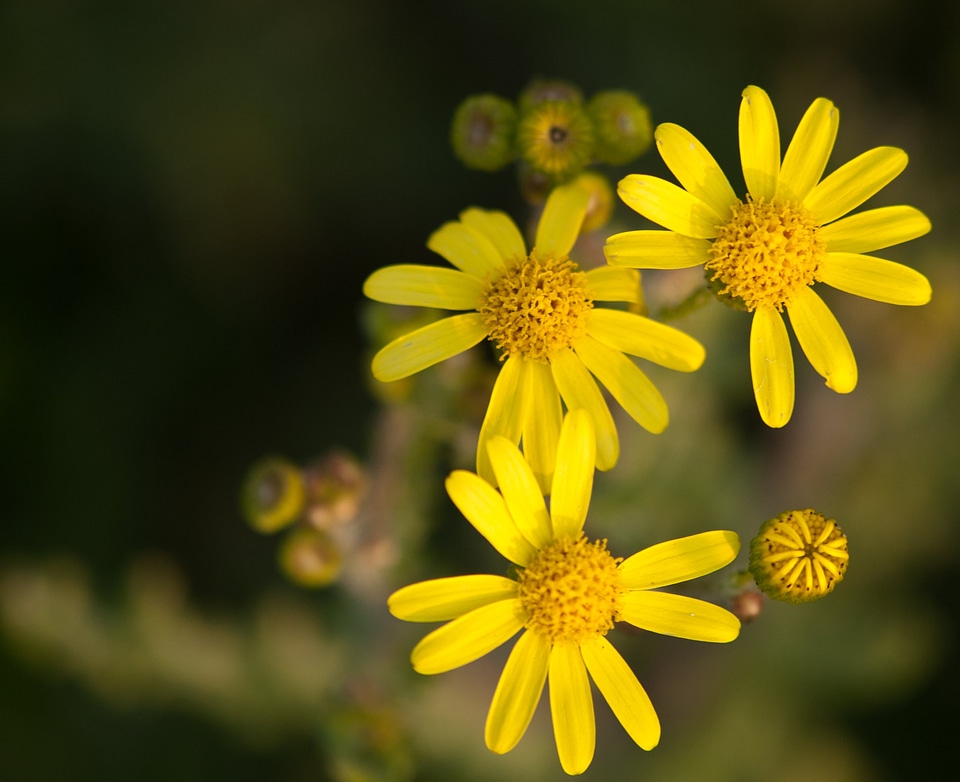 Wildflower yellow flower field