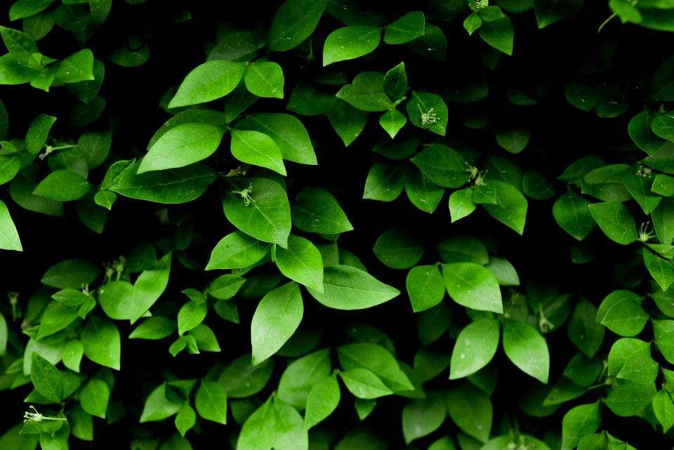 Photo Of Green Leafy Plant