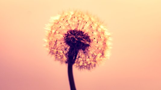 Macro Shot Photography Of Dandelion photo