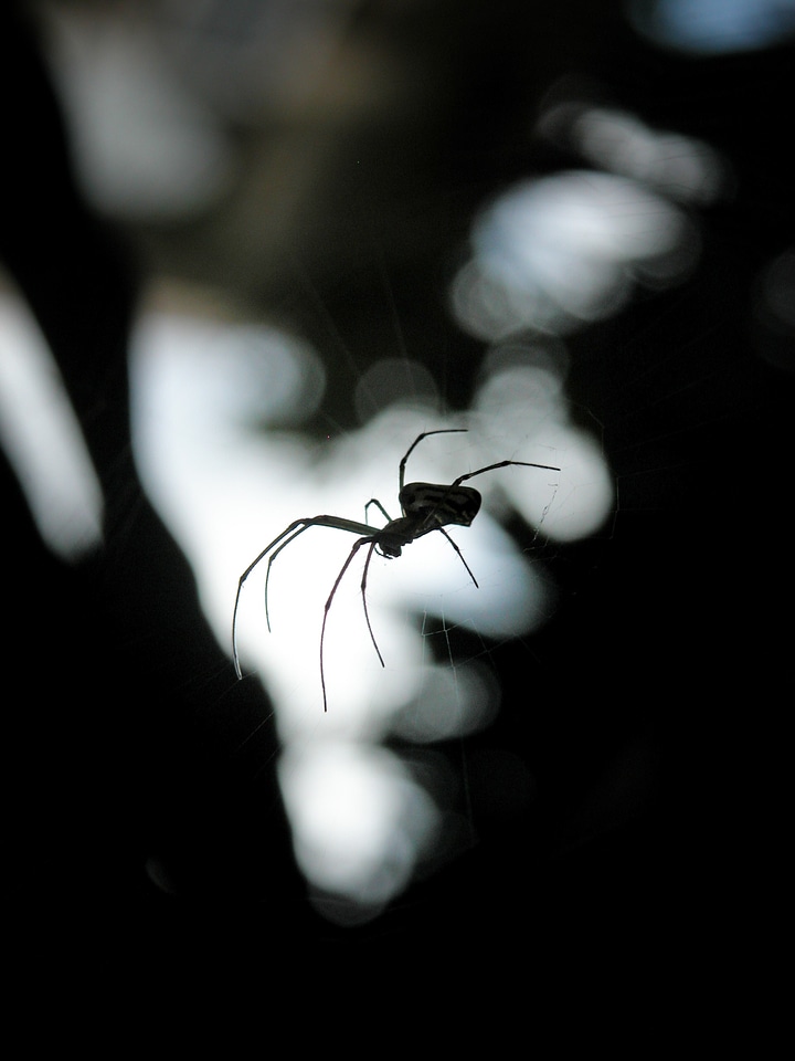 Spider arachnid web