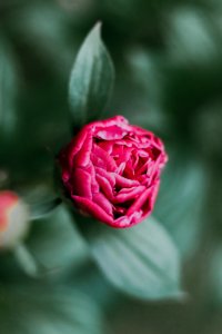 Shallow Focus Photography Of Pink Flower photo