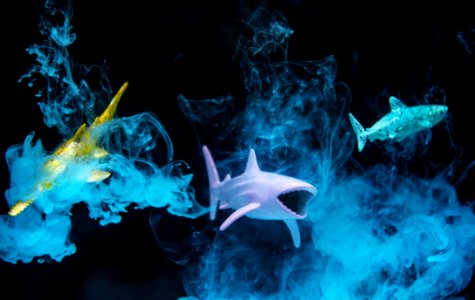 Three Plastic Toy Fish Underwater
