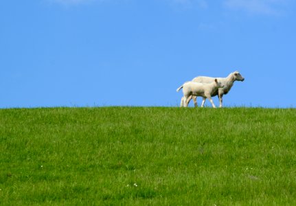 Two White Sheep On Grass Field photo