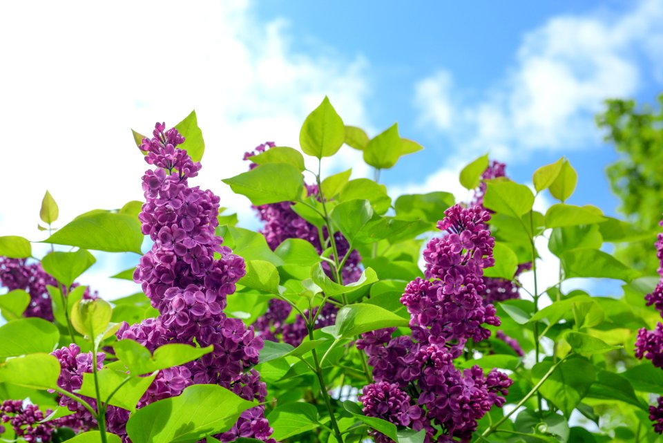Selective Focus Photo Of Purple Cluster Flower At Daytime