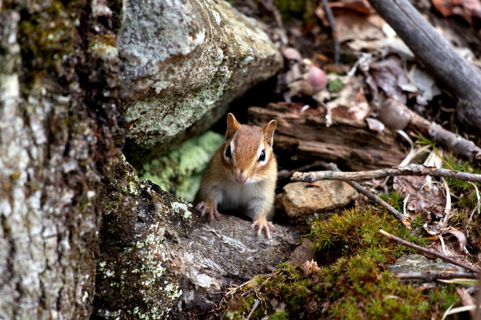 Close-up Photo Of Brown And Gray 4-legged Animal Stands On Gray Tree Trunk
