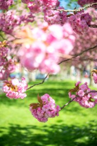 Selective Focus Photo Of Pink Flowering Trees