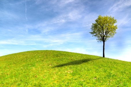 Green Tree On Green Grass Field Under White Clouds And Blue Sky photo