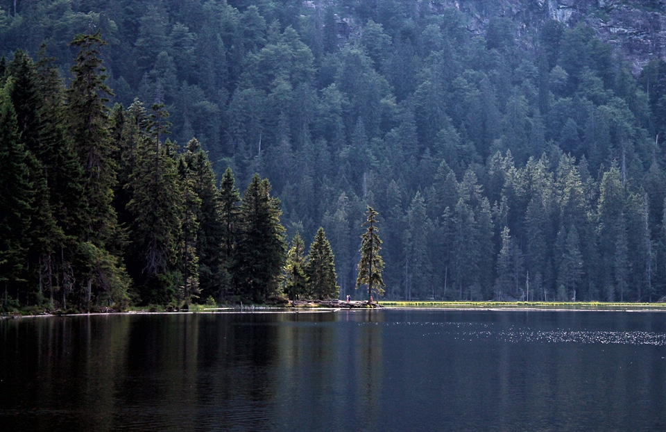 Nature trees water