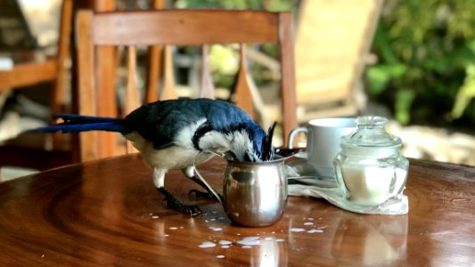 Bird Beside Container On The Table