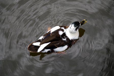 Brown And White Mallard Duck photo