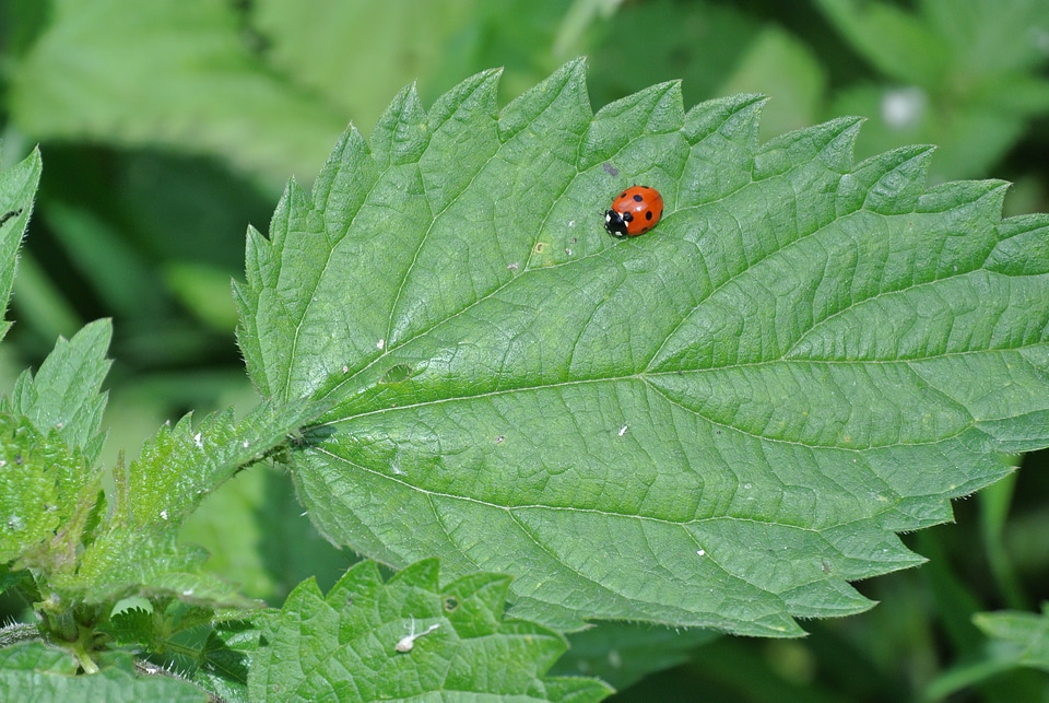 Insect animals nature