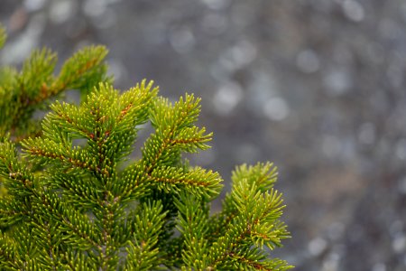 Green Lead Tree