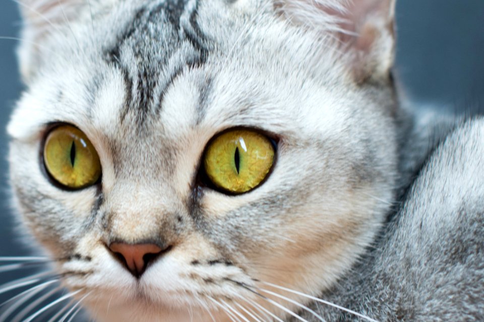 Close View Of A Cats Face