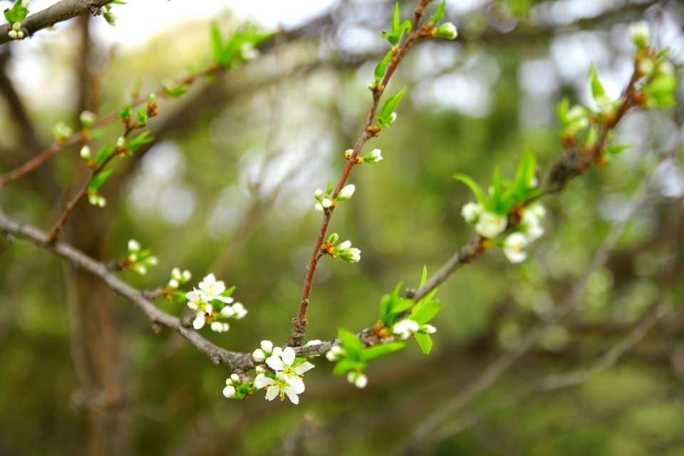 White Petaled Flowers