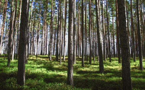 Photography Of Tree Trunks