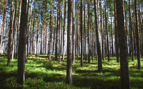 Photography Of Tree Trunks photo