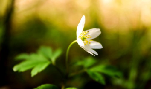 White Stitchwort Flower