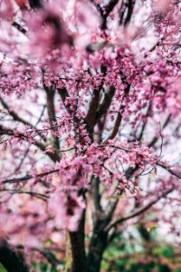 Selective Focus Photography Of Cherry Blossom photo