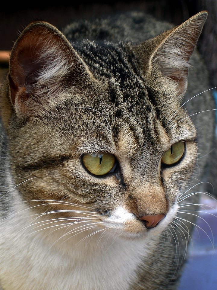 Cat feline whiskers