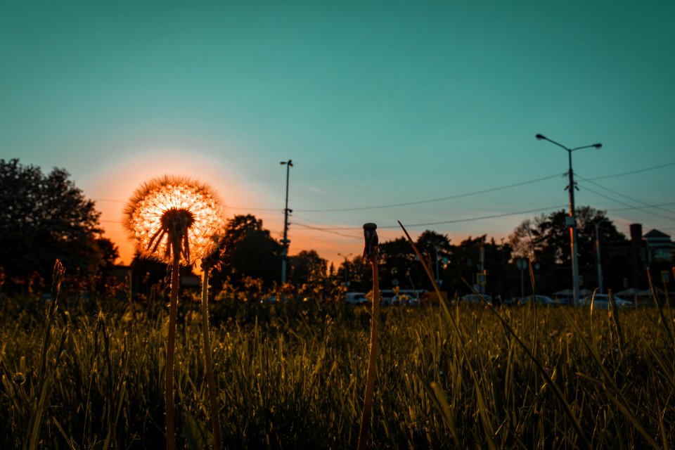Dandelion Photo During Goldin Hoe