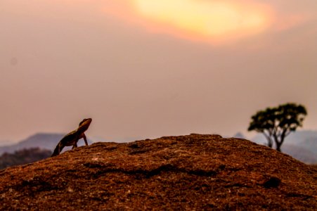 Brown Gecko In Brown Soil