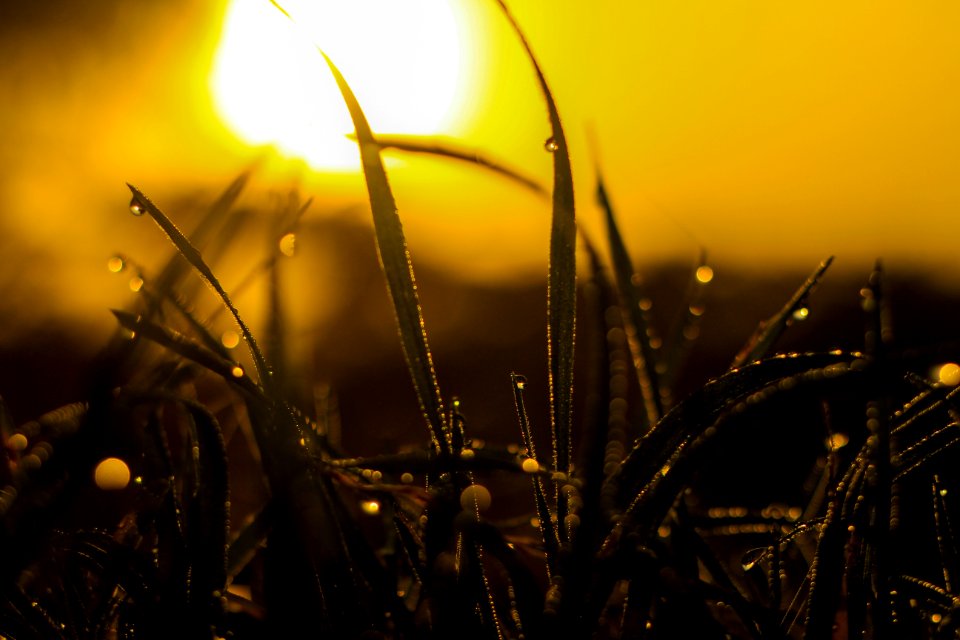 Macro Photography Of Grass With Water Dew