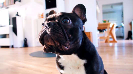 Adult Black French Bulldog On Brown Floor