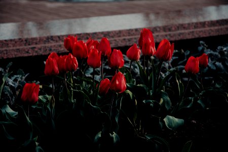 Bed Of Red Tulip Flowers