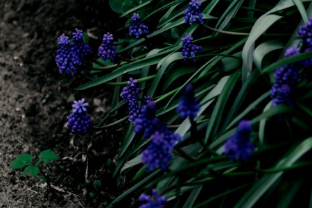 Shallow Focus Photo Of Green Plant With Purple Flowers photo