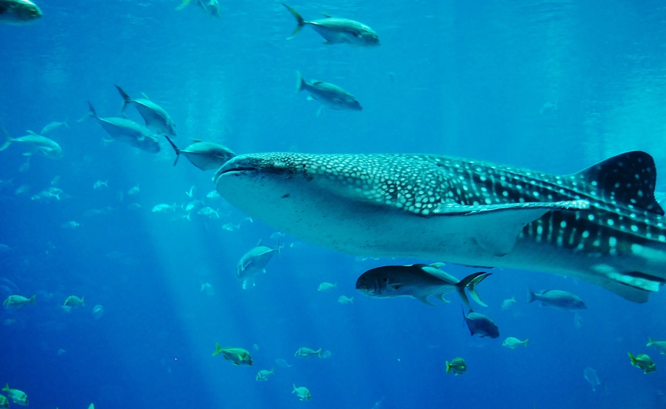 Water jaws swimming
