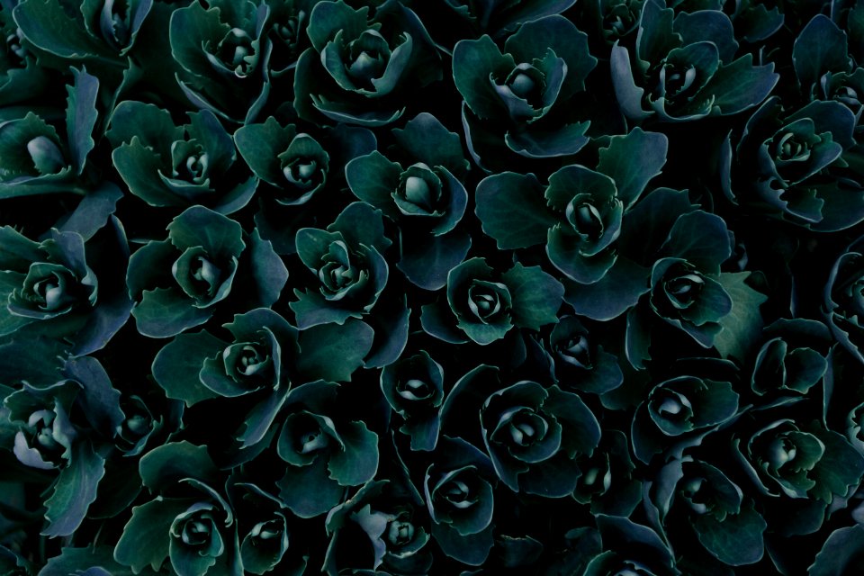 Top View Photo Of Green Plants