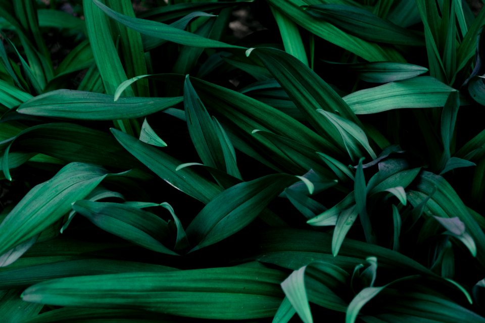 Macro Photograph Of Grass