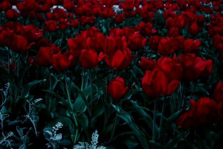 Bed Of Red Tulips